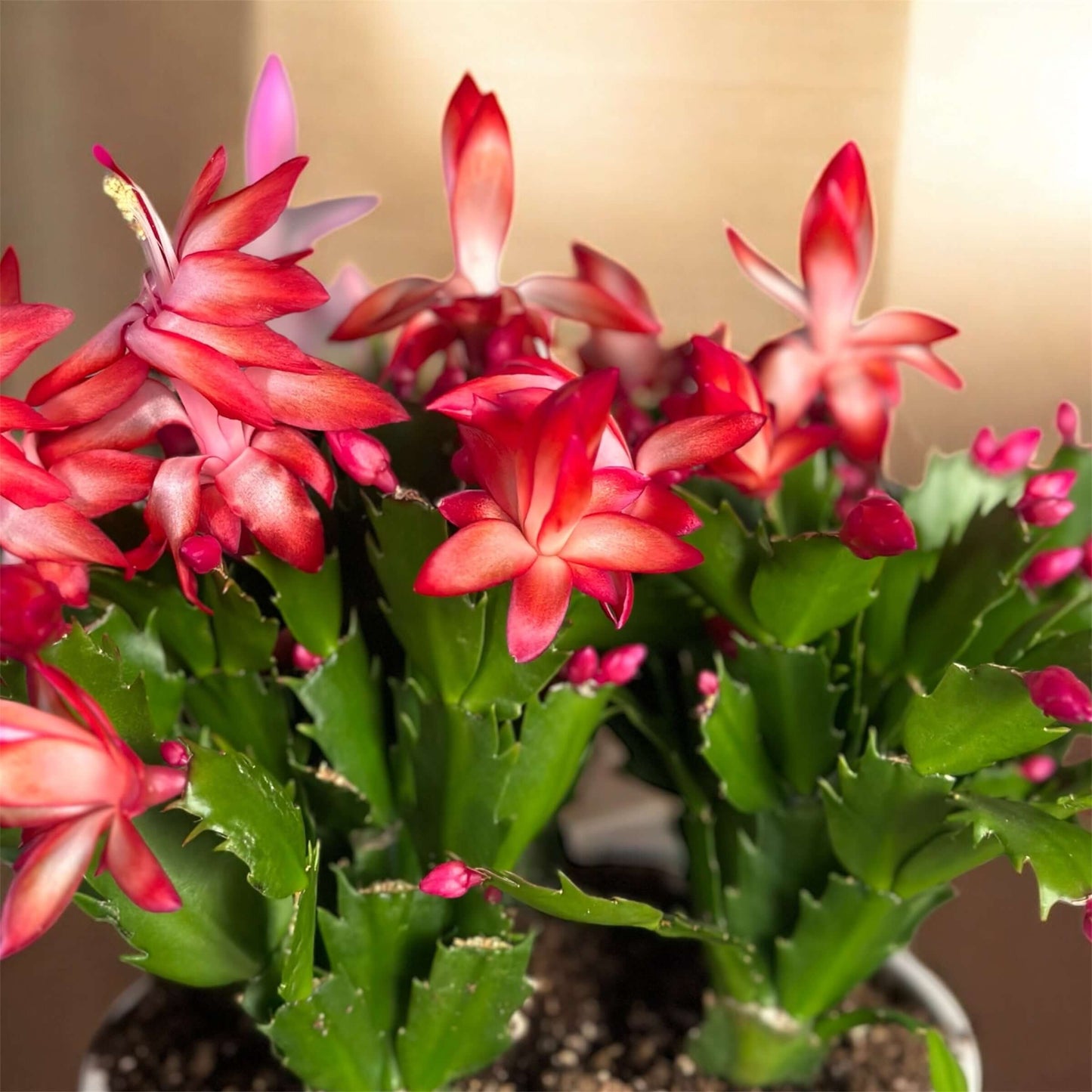Christmas Cactus with vibrant pink blooms in a white ceramic pot.