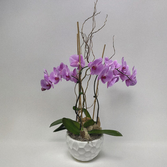 Luxury orchid arranegemt, ideal for weddings, anniversaries, and celebrations.