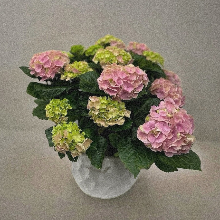 Petite Bliss Hydrangea in white pot, vibrant pink and green blooms, luxury flower arrangement, available online, same day delivery GTA.