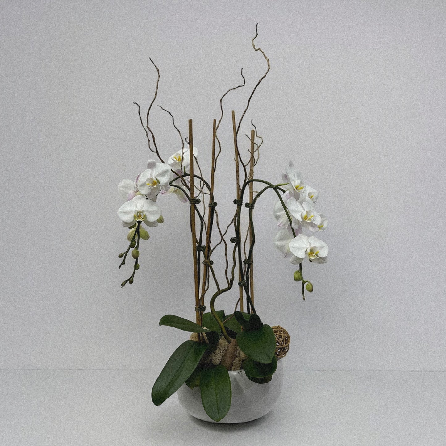 Luxury orchid arranegemt, ideal for weddings, anniversaries, and celebrations.