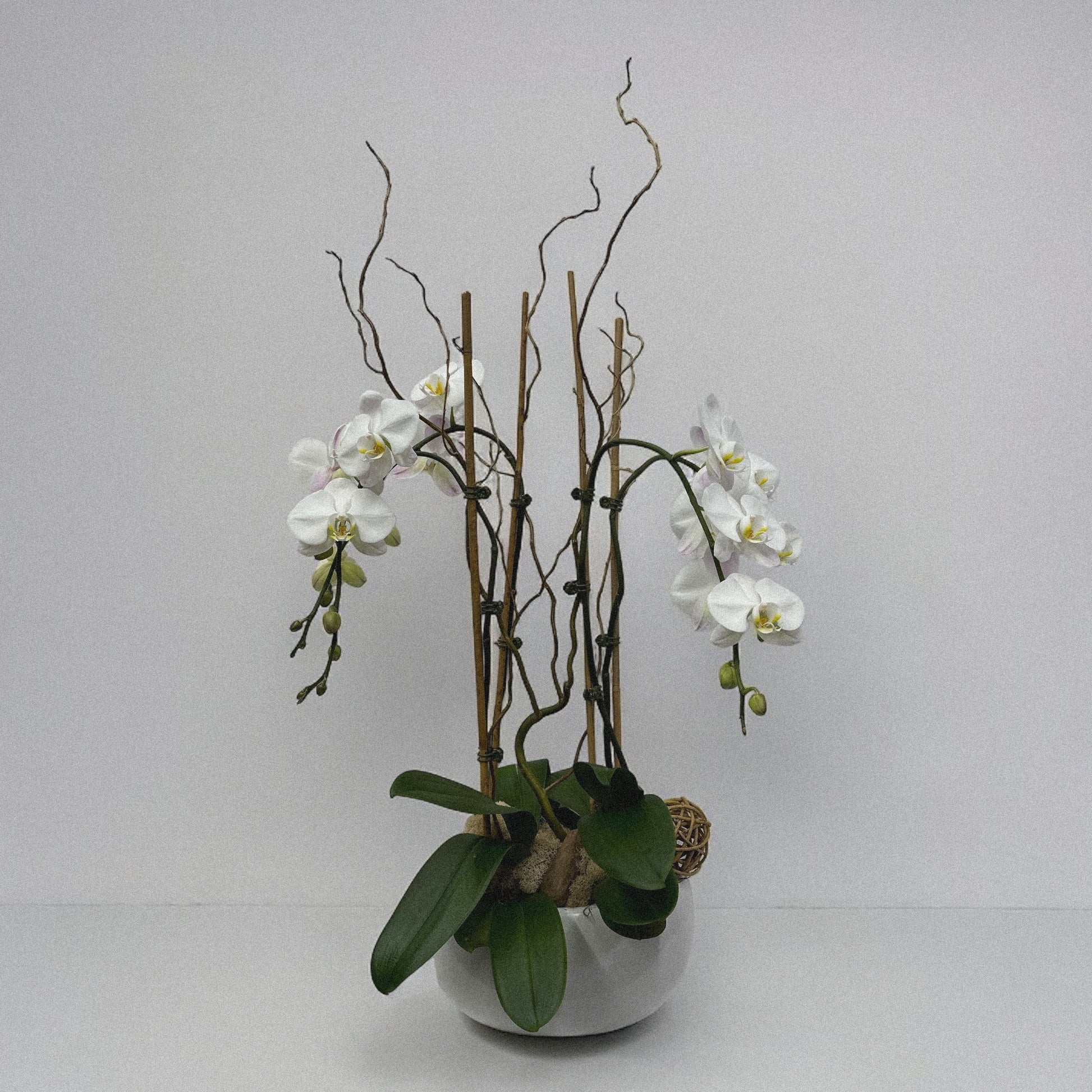 Luxury orchid arranegemt, ideal for weddings, anniversaries, and celebrations.