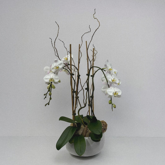 Luxury orchid arranegemt, ideal for weddings, anniversaries, and celebrations.