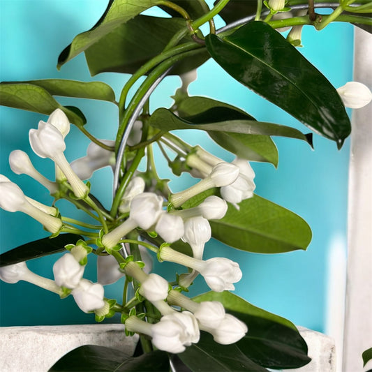 Close-up of a plant with white flowers and green leaves against a blue background