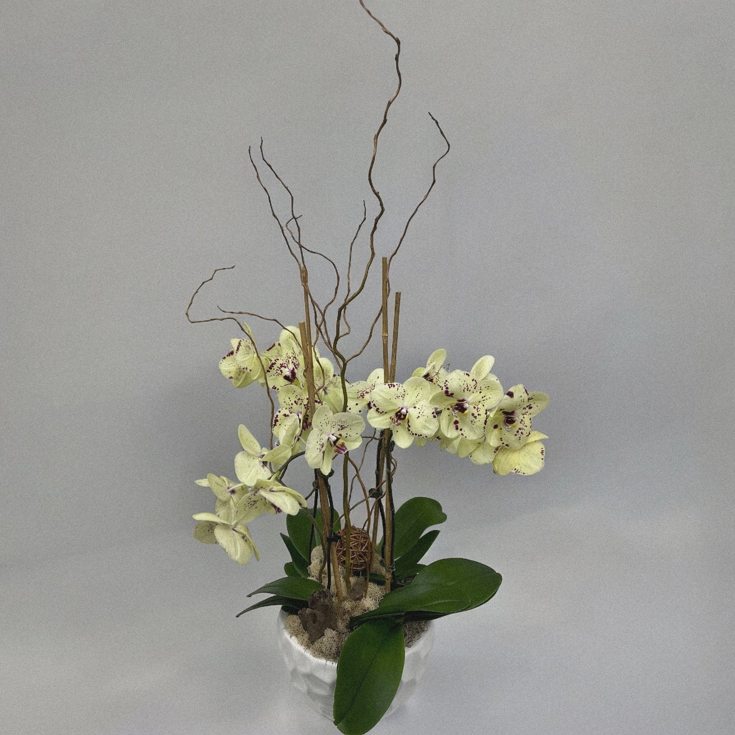 Luxury orchid arranegemt, ideal for weddings, anniversaries, and celebrations.