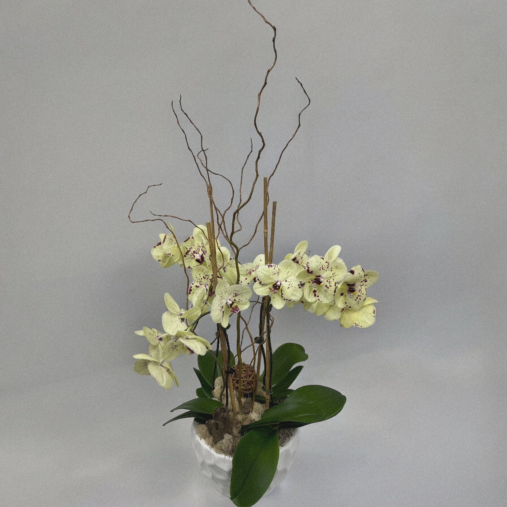Luxury orchid arranegemt, ideal for weddings, anniversaries, and celebrations.