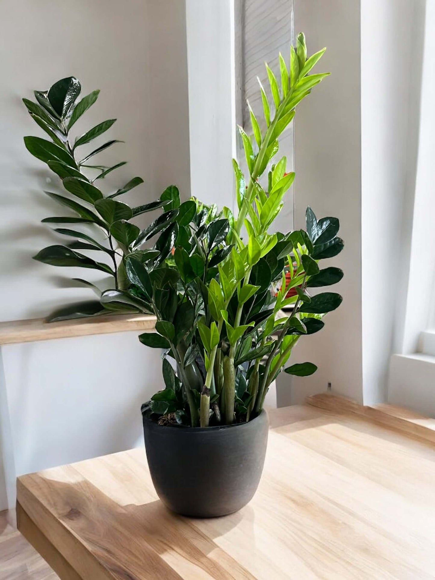 ZZ Plant in a sleek modern pot on a wooden table, showcasing glossy dark green leaves, ideal for indoor spaces and low-light areas.