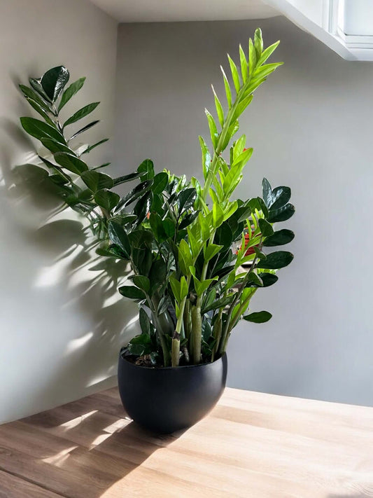 ZZ Plant in sleek pot with glossy dark green leaves, perfect indoor greenery for low-light spaces. Best indoor plant in Toronto.