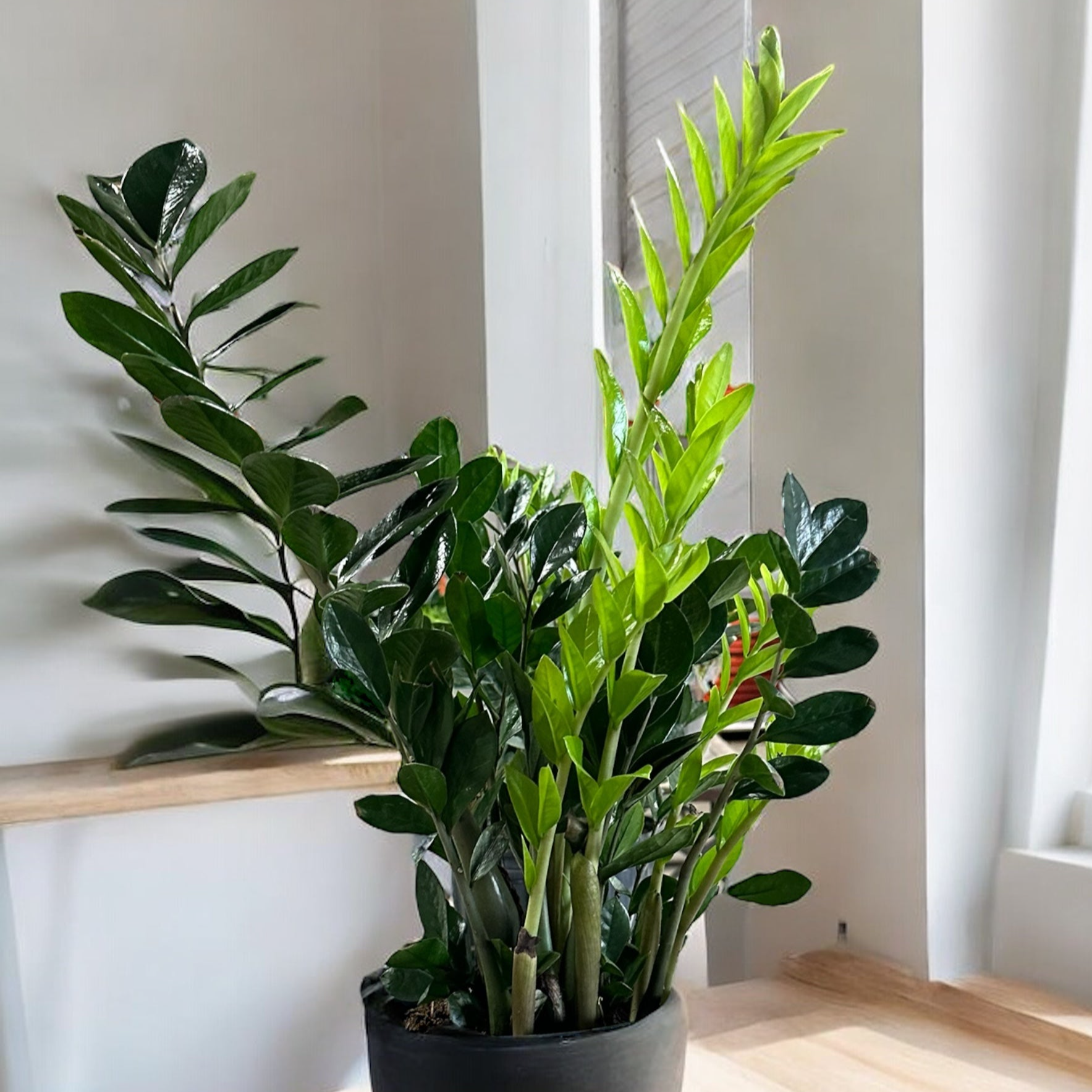 ZZ Plant in a sleek pot with glossy dark green leaves, ideal for indoor spaces and available with same-day delivery in Toronto.