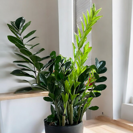 ZZ Plant in a sleek pot with glossy dark green leaves, ideal for indoor spaces and available with same-day delivery in Toronto.