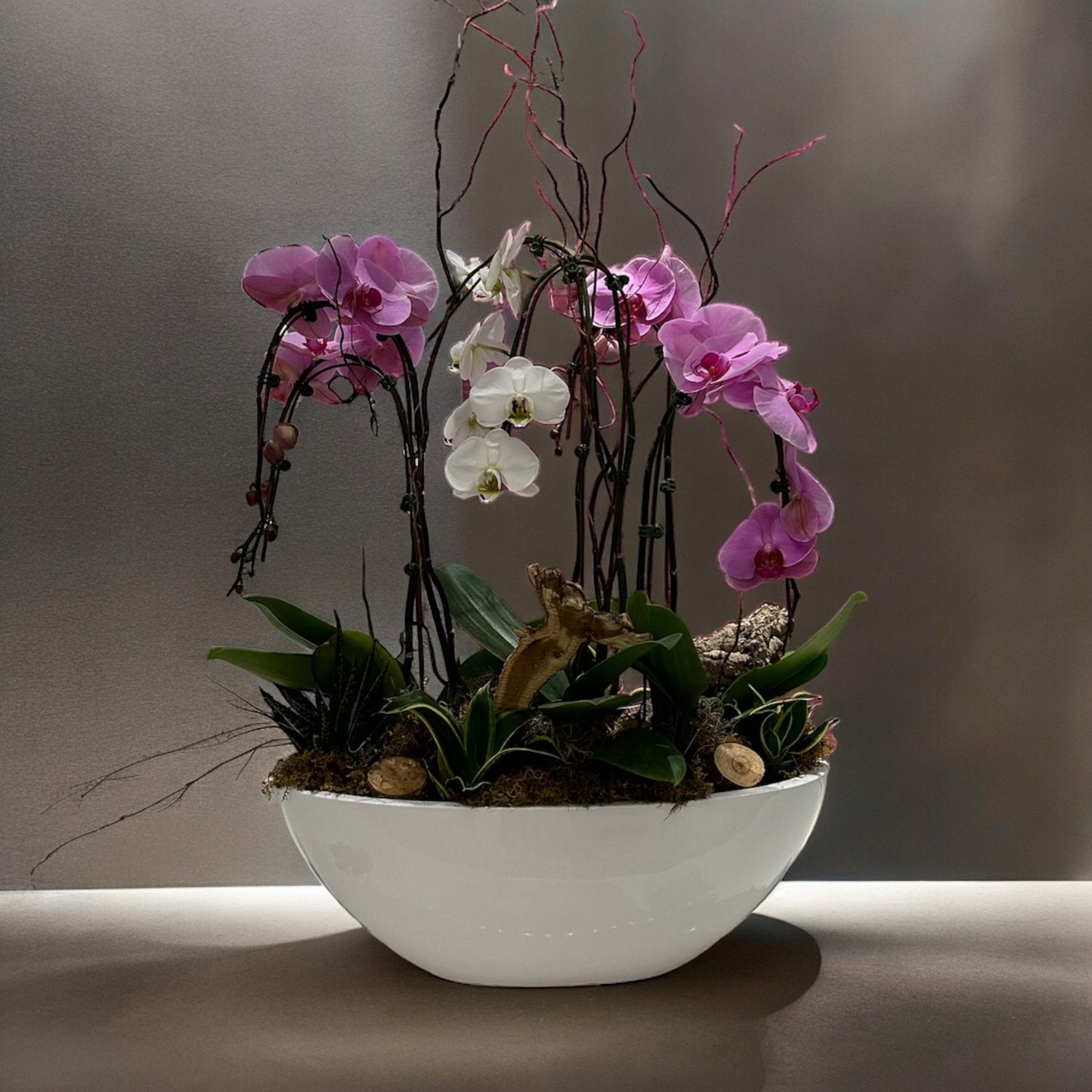 Élégance des orchidées