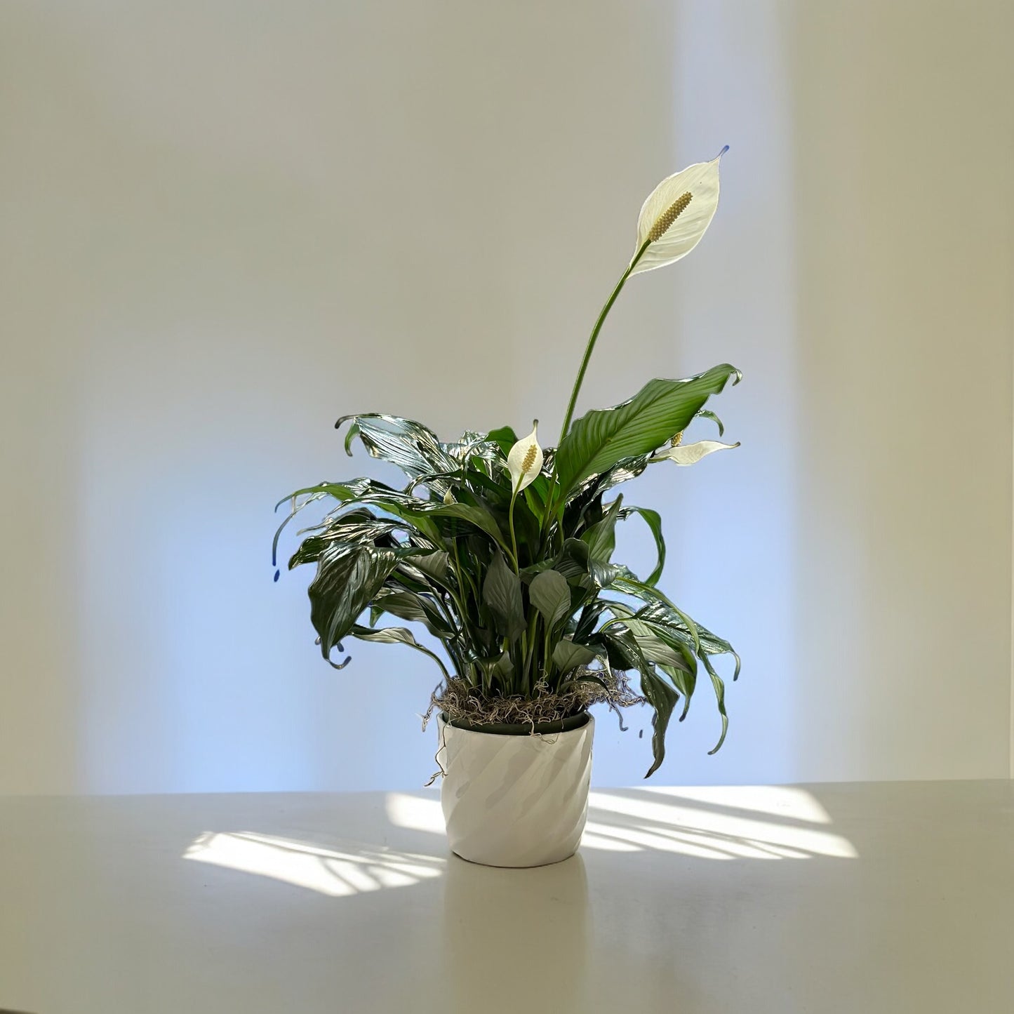 Serenity Bloom Peace Lily with white blooms and lush foliage in a luxury arrangement. Best Toronto and GTA florist, same day delivery.
