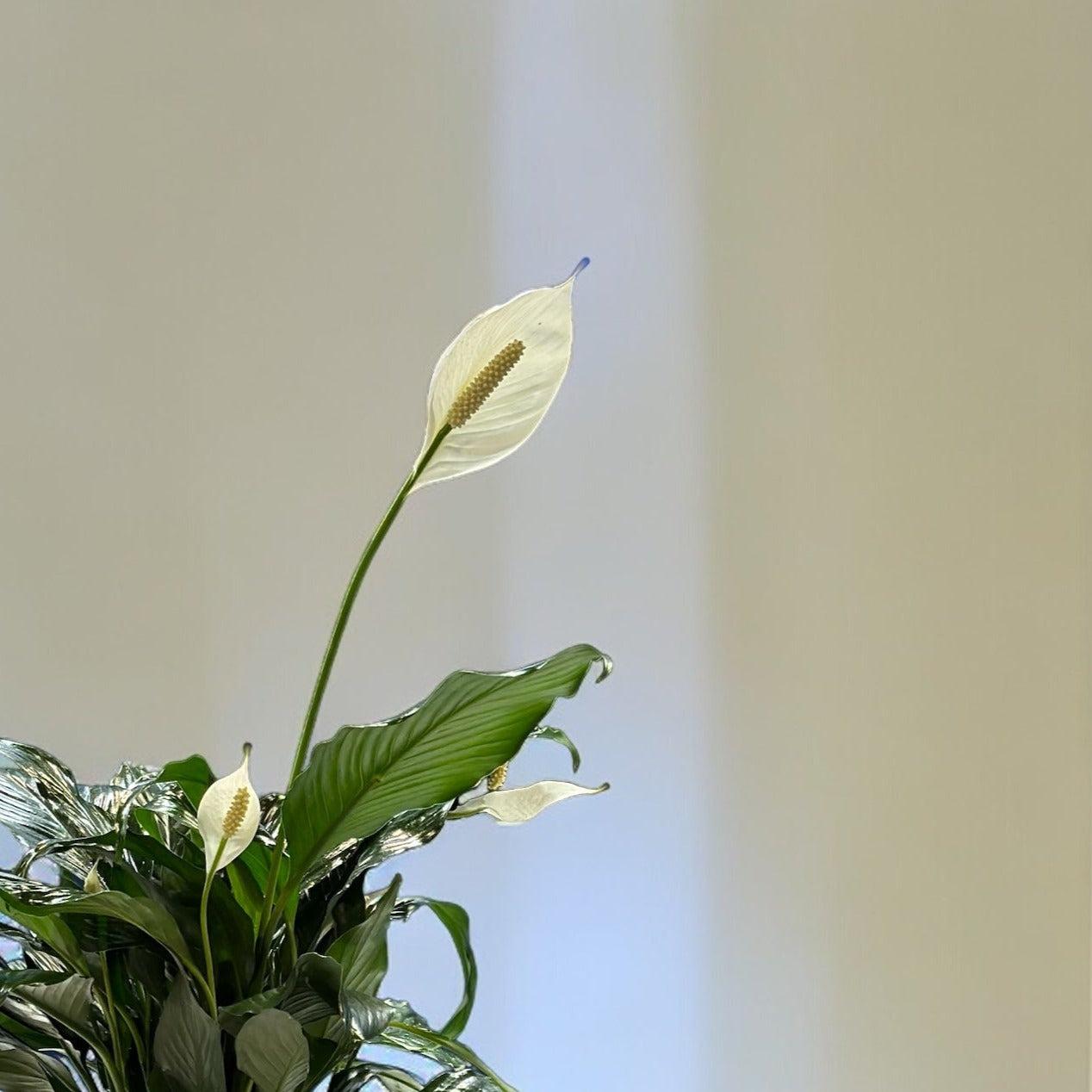 Serenity Bloom Peace Lily with white blooms and lush green foliage, ideal luxury arrangement for homes, best Toronto florist, same day delivery.