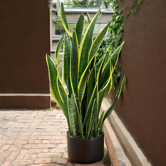 Snake Plant (Sansevieria trifasciata) with green and yellow leaves in a modern pot placed in an outdoor garden setting.