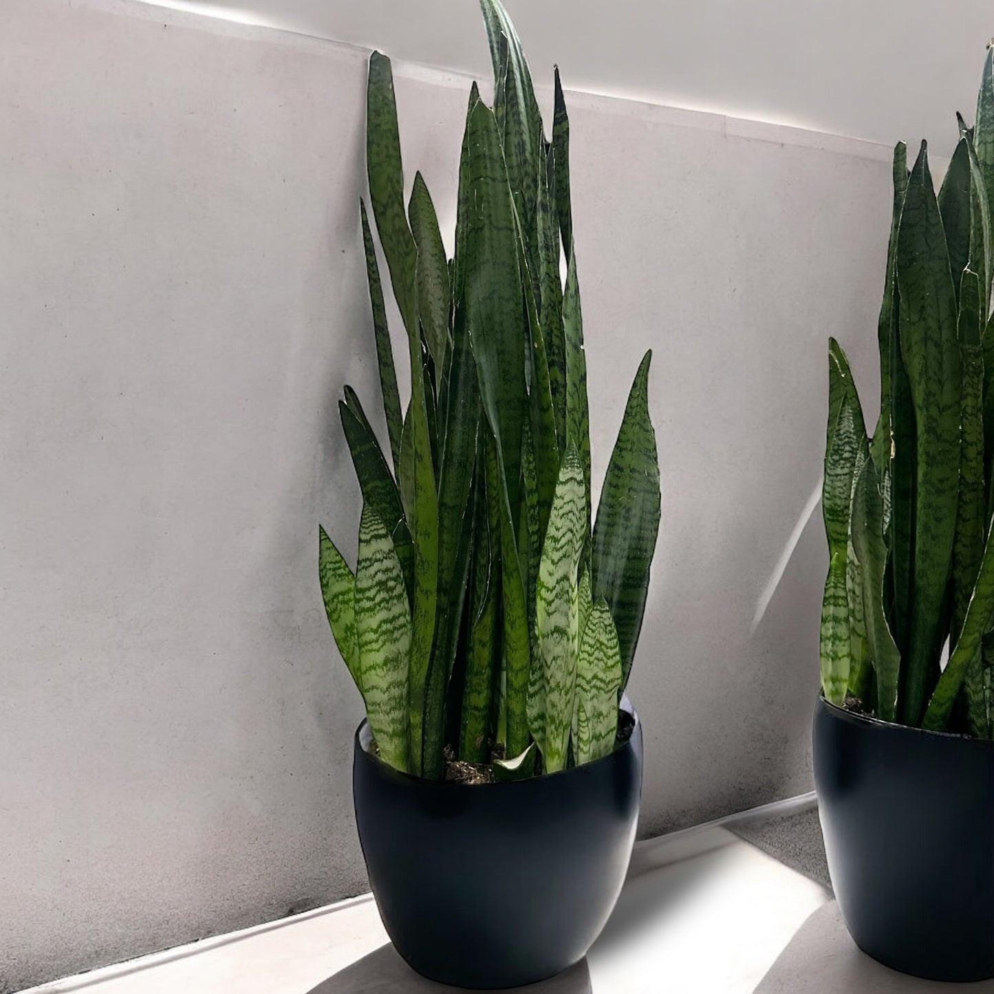 Snake Plant in black pot, showcasing tall, sword-like leaves with green hues and horizontal stripes; ideal for indoor spaces and air-purifying.