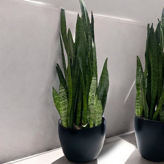 Snake Plant in black pot, showcasing tall, sword-like leaves with green hues and horizontal stripes; ideal for indoor spaces and air-purifying.