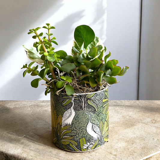 Lush green potted plant with air-purifying qualities, ideal for freshening up any space