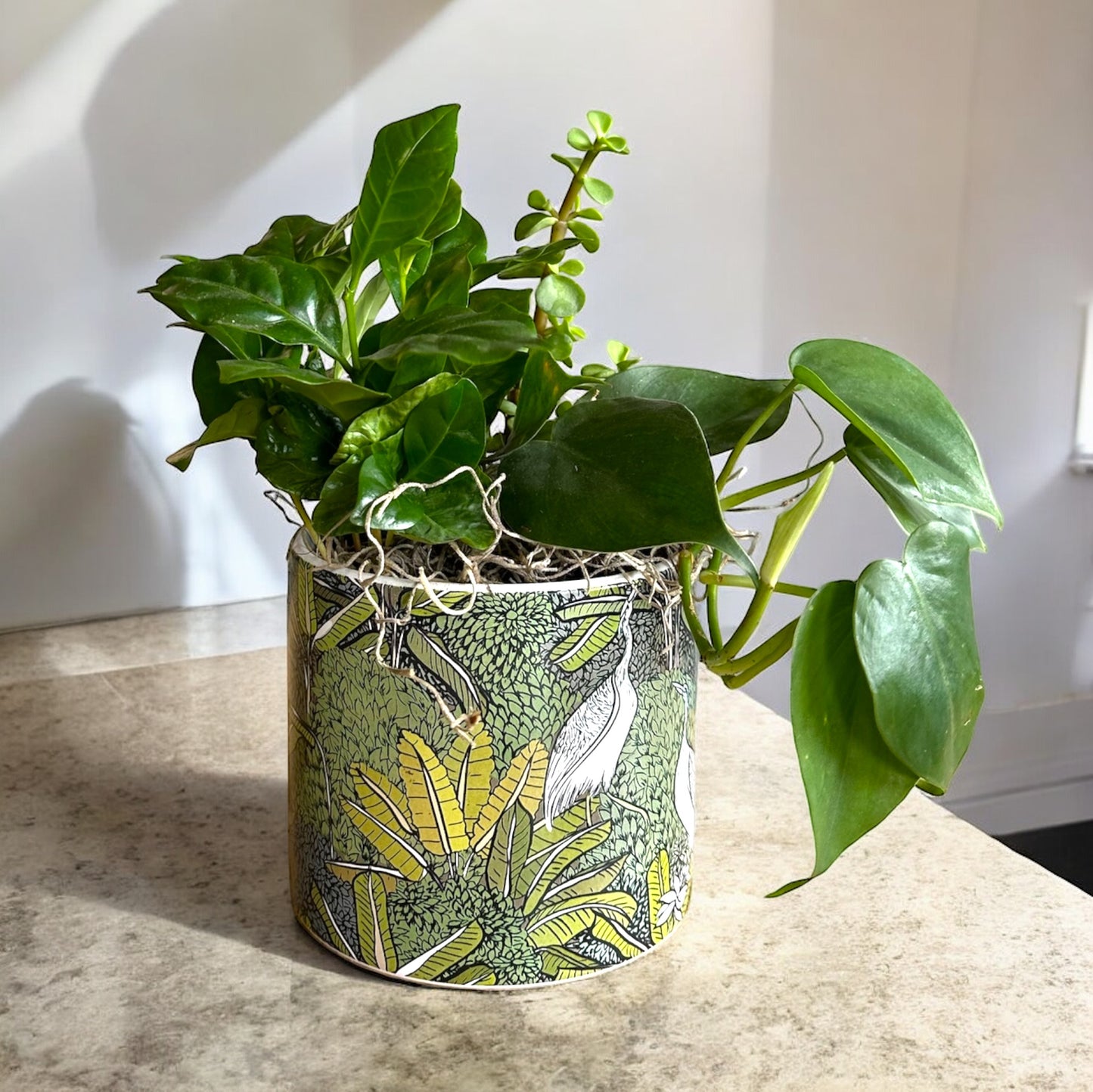 Lush green potted plant with air-purifying qualities, ideal for freshening up any space