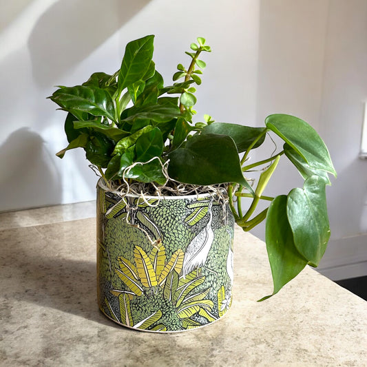 Lush green potted plant with air-purifying qualities, ideal for freshening up any space
