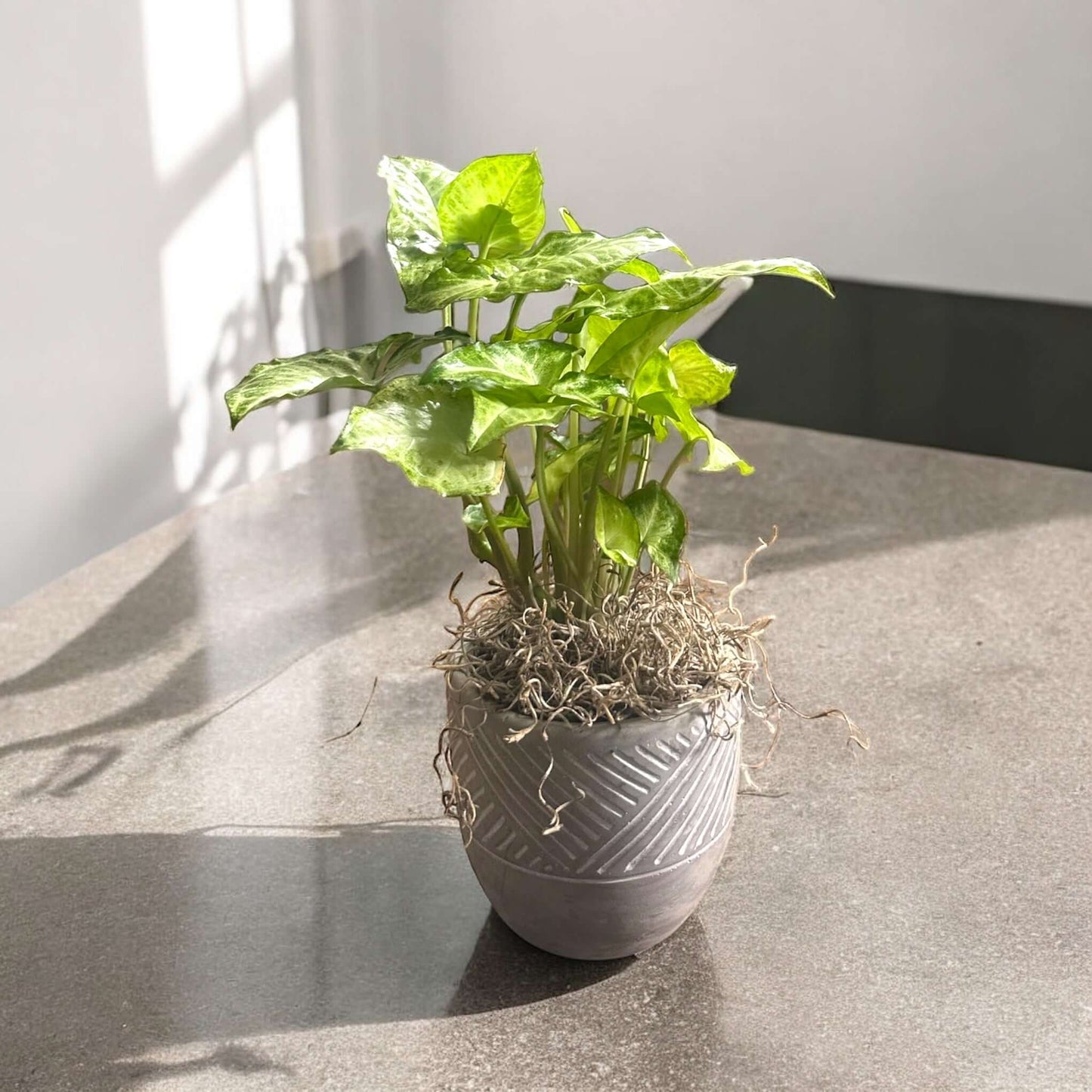 Lush green fern in a stylish planter, adding a touch of nature to any room