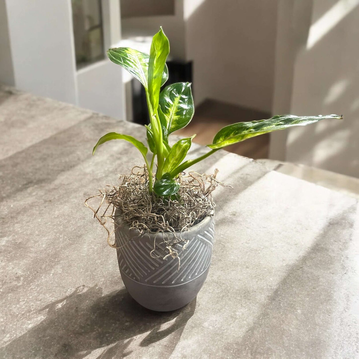 Lush green fern in a stylish planter, adding a touch of nature to any room