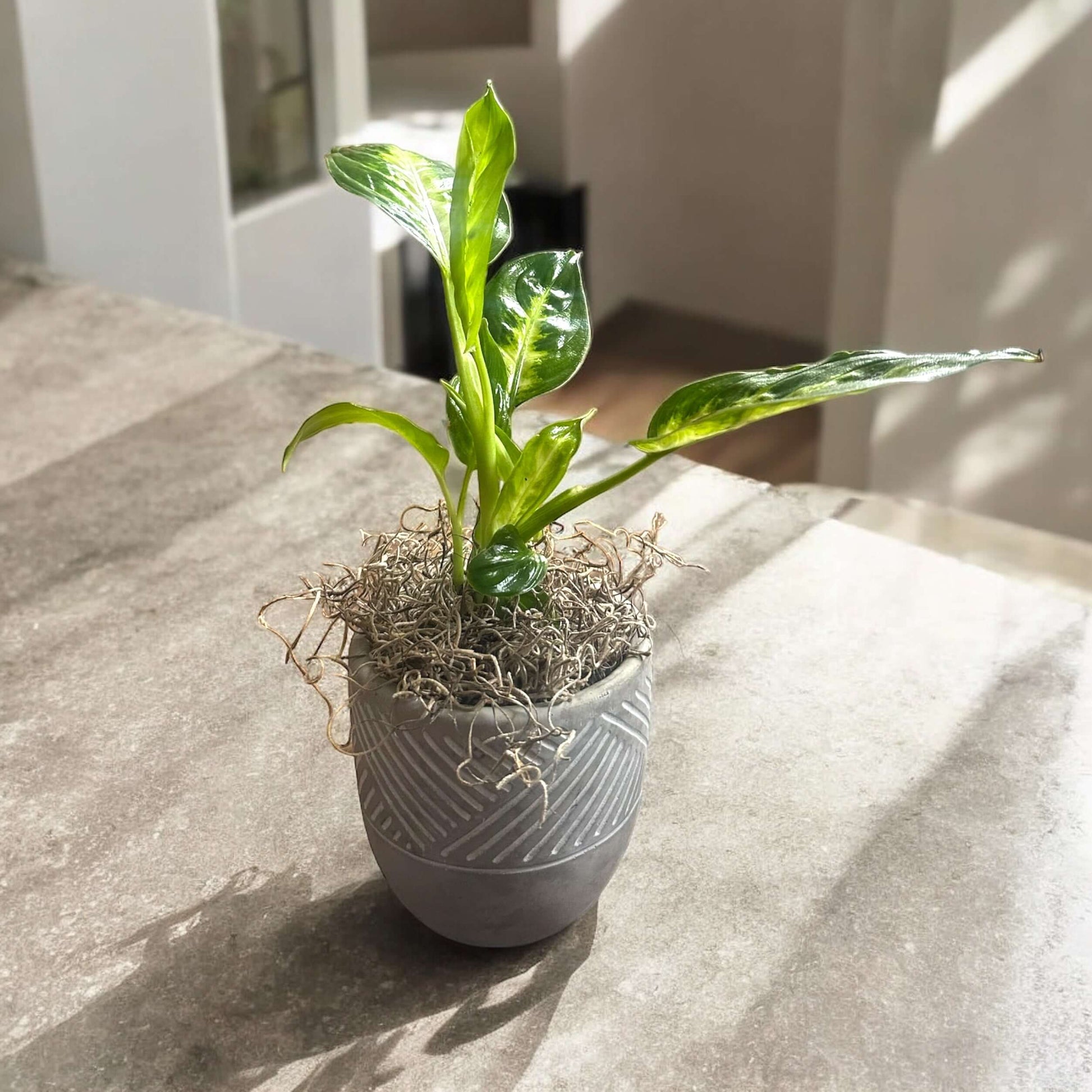 Lush green fern in a stylish planter, adding a touch of nature to any room
