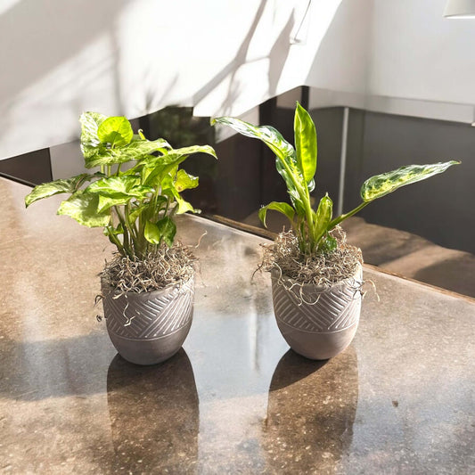 Lush green fern in a stylish planter, adding a touch of nature to any room