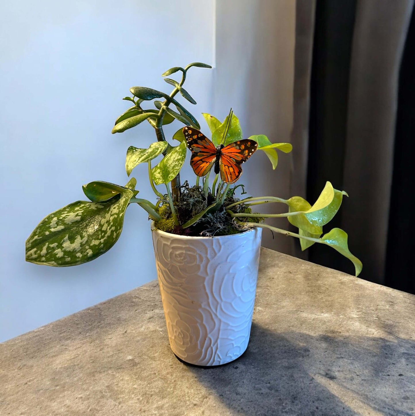 Lush green potted plant with air-purifying qualities, ideal for freshening up any space."