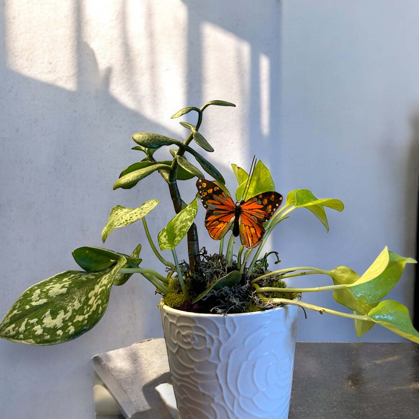 Lush green potted plant with air-purifying qualities, ideal for freshening up any space.