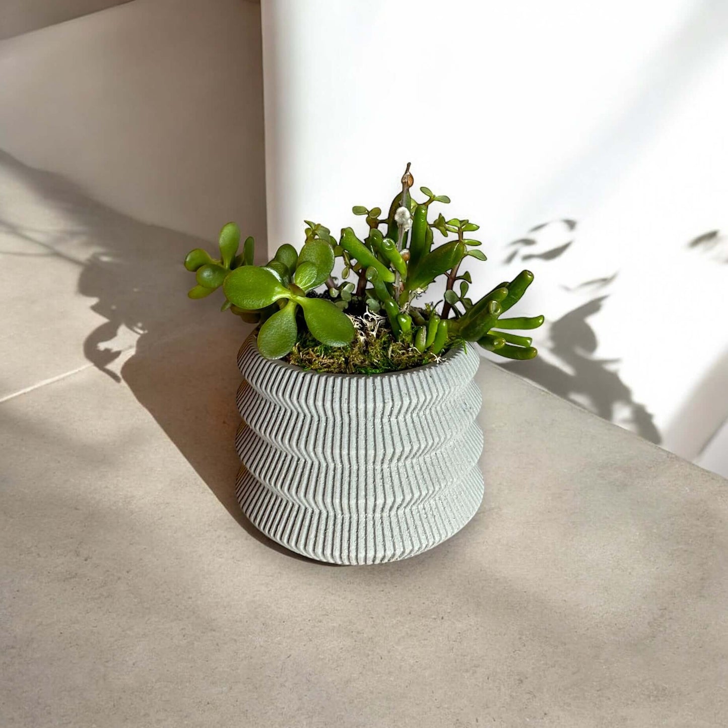 Elegant indoor plant in a decorative pot, perfect for home and office decor