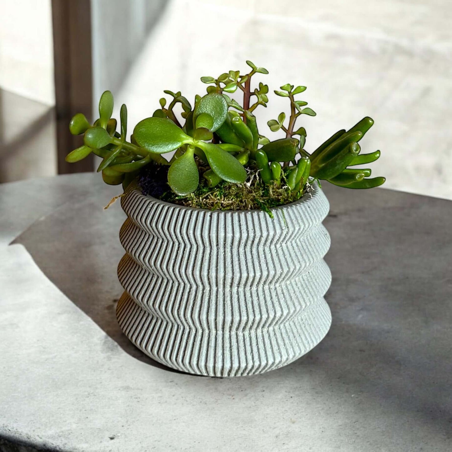 Elegant indoor plant in a decorative pot, perfect for home and office decor