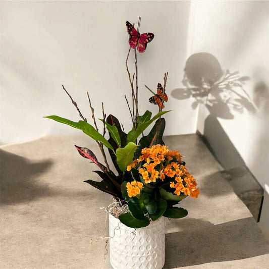Elegant indoor plant in a decorative pot, perfect for home and office decor