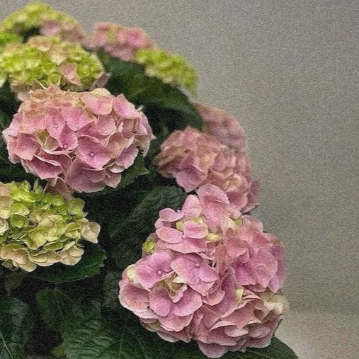 Petite Bliss Hydrangea with vibrant pink blooms, perfect for luxury flower arrangements, available for same day delivery in Toronto.