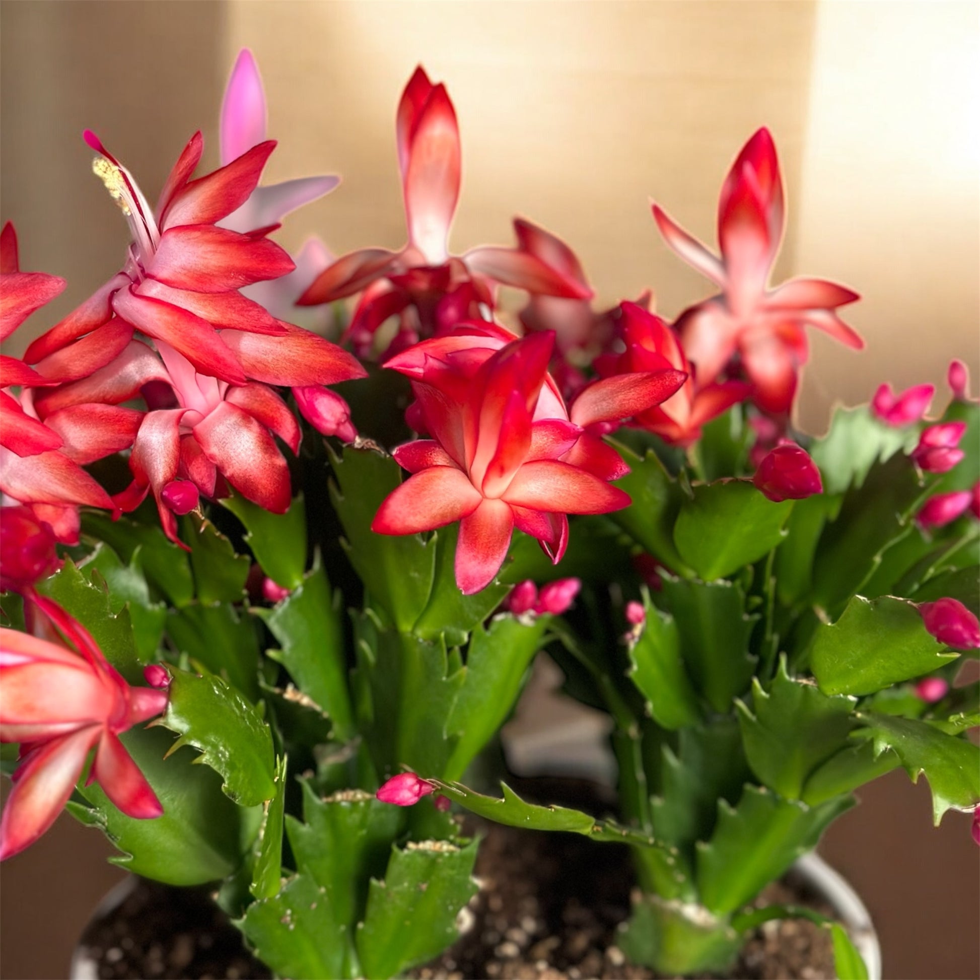 Christmas Cactus with vibrant pink blooms in a white ceramic pot.