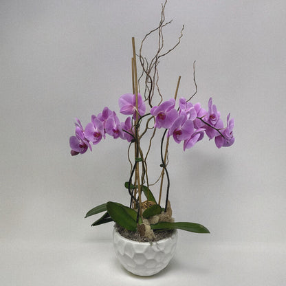 Orchid Elegance