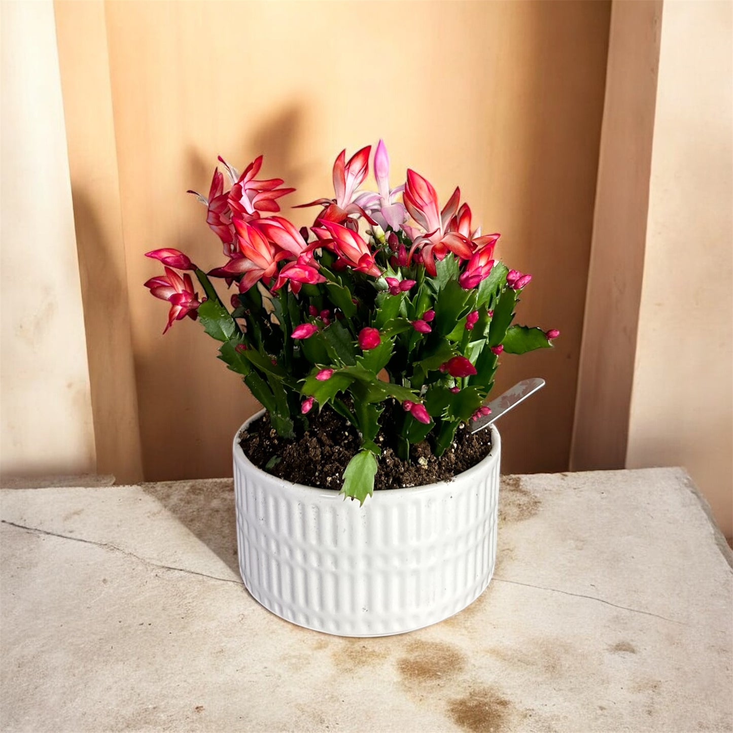 Potted Christmas cactus plant with pink and red flowers on a textured surface.