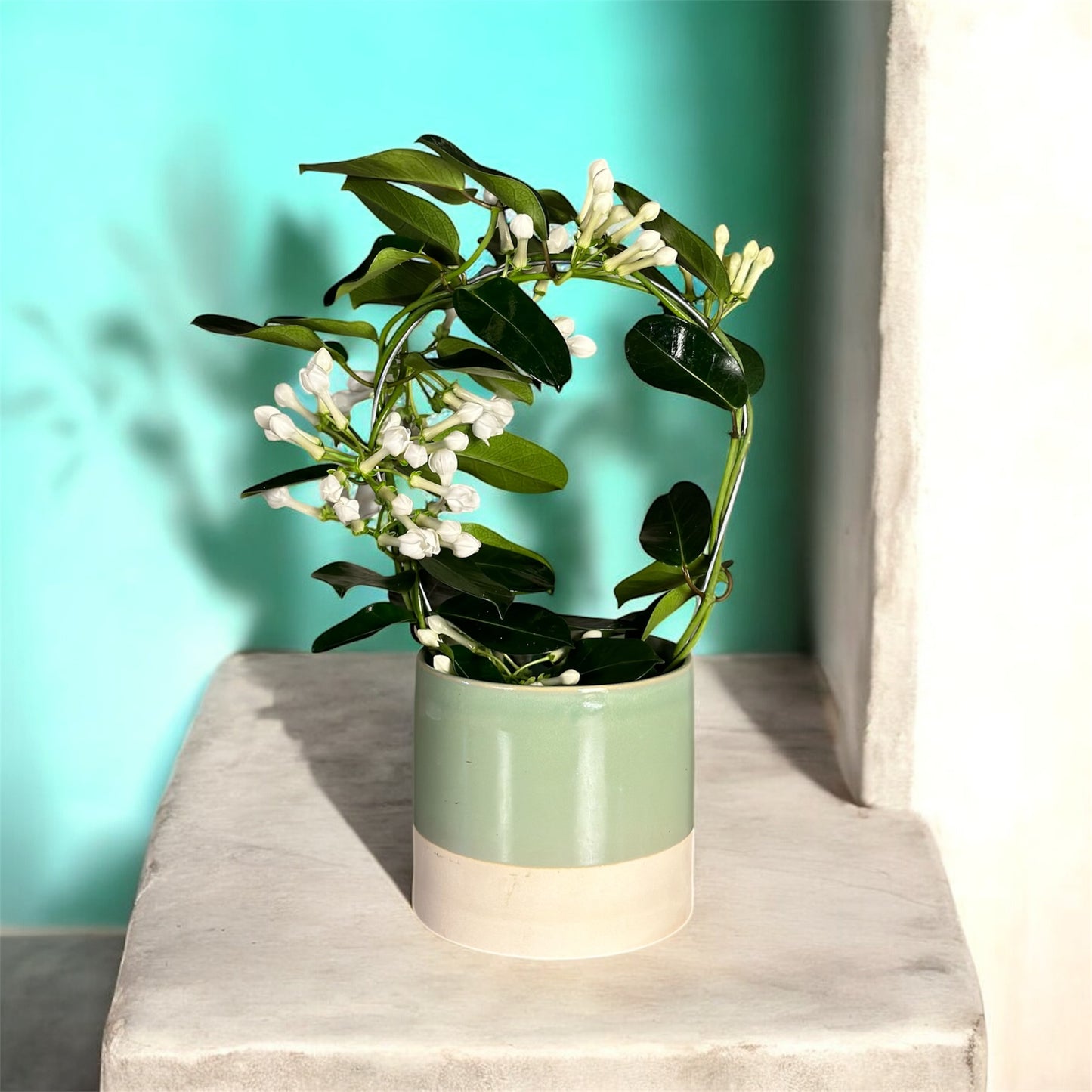 Potted plant with white flowers and green leaves on a light surface with a teal background