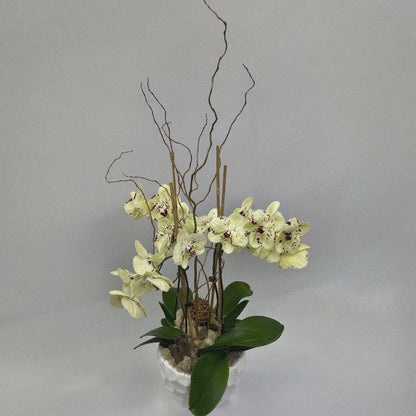 Orchid Elegance