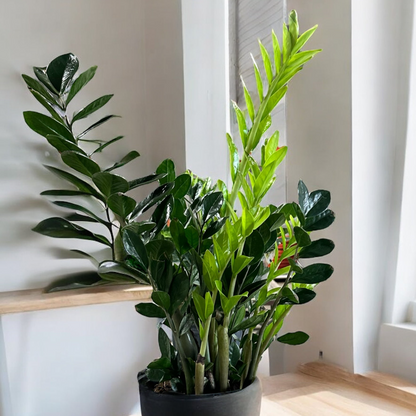 ZZ Plant (Zamioculcas zamiifolia)