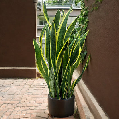 Sansevieria trifasciata (Snake Plant/Mother-in-Law's Tongue)