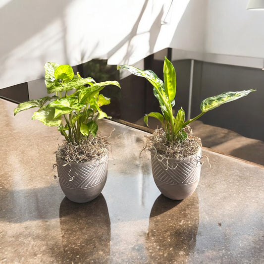 Duo Serenity Syngonium Planters