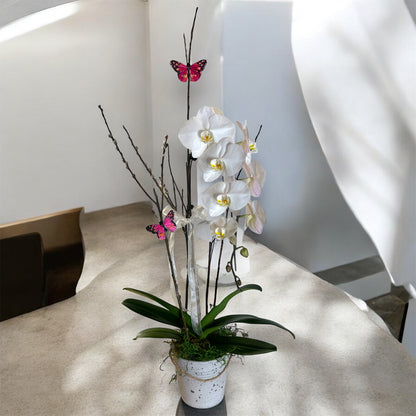 Elegant Orchid Butterfly Arrangement