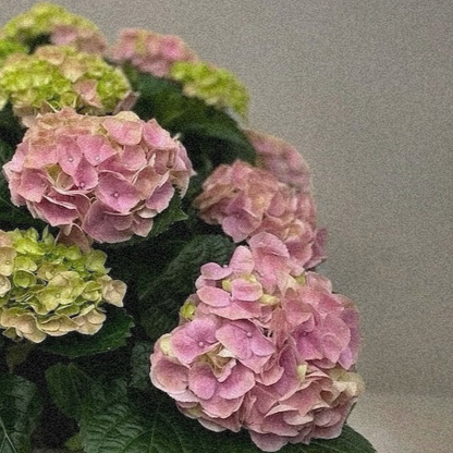 Petite Bliss Hydrangea